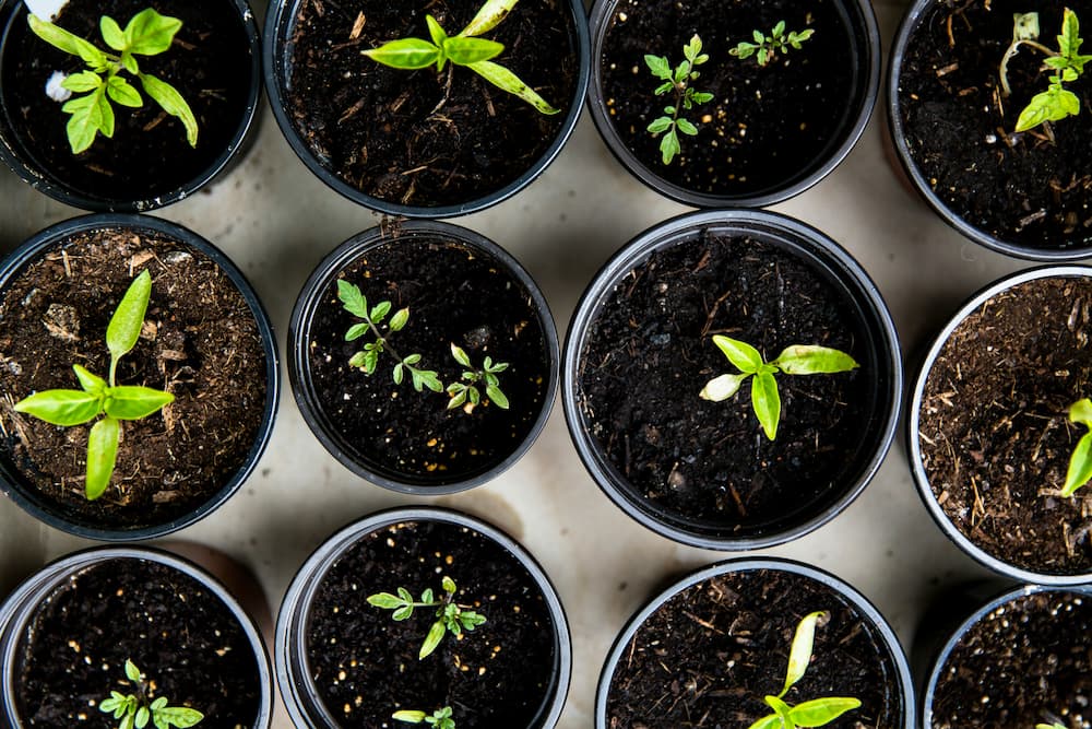 Gardening gloves, cutters, and small pots on a white surface.