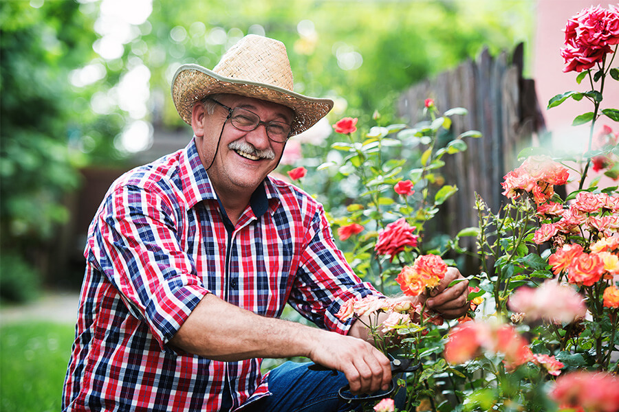 Smiling elderly man in straw hat gardening among vibrant roses.