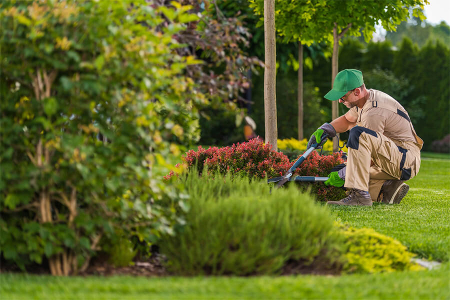 Gardener trimming bushes in a lush green garden with various plants around.