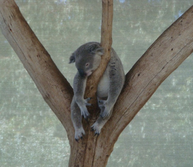 Koala in a tree