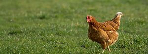 Brown chicken roaming on farm
