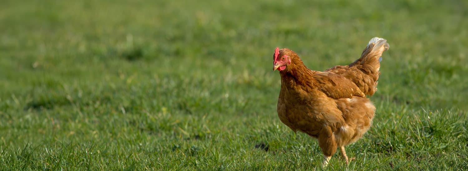 Brown chicken roaming on farm