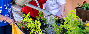 Close up of three senior women watering a flowered garden
